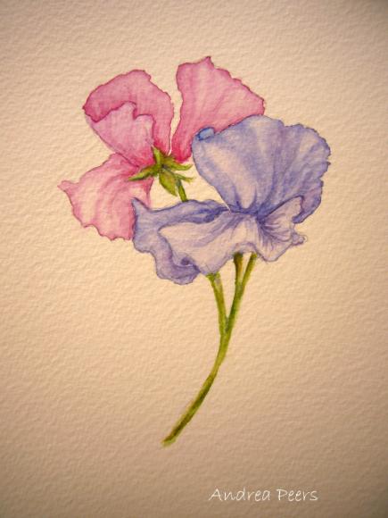 watercolour flower painting - sweet pea