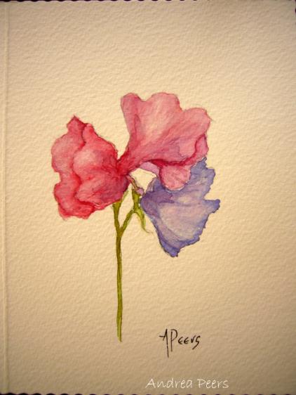 watercolour flower painting - sweet pea - handpainted card
