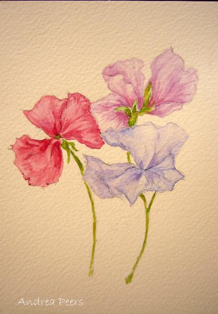 watercolour flower painting sweet pea